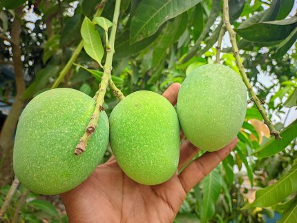 হিমসাগর আম